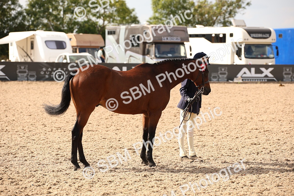SBM_08151 - Class 27 - IH Competition Horse-Pony