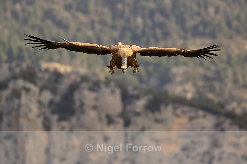 Griffon Vulture on landing approach, Pre-Pyrenees, Spain - Griffon Vulture