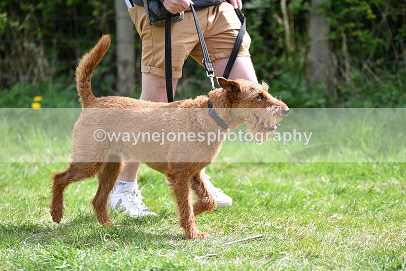 WJ5_9646 - Class 3 Most Handsome Dog