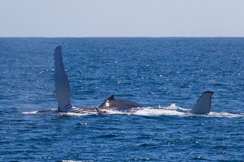 Whales Lolling 1 0A3A4774 - Humpback Whales