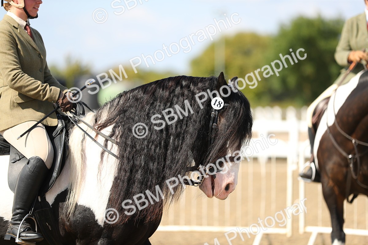 SBM_03224 - Class 44 Riding Club Horse/ Pony