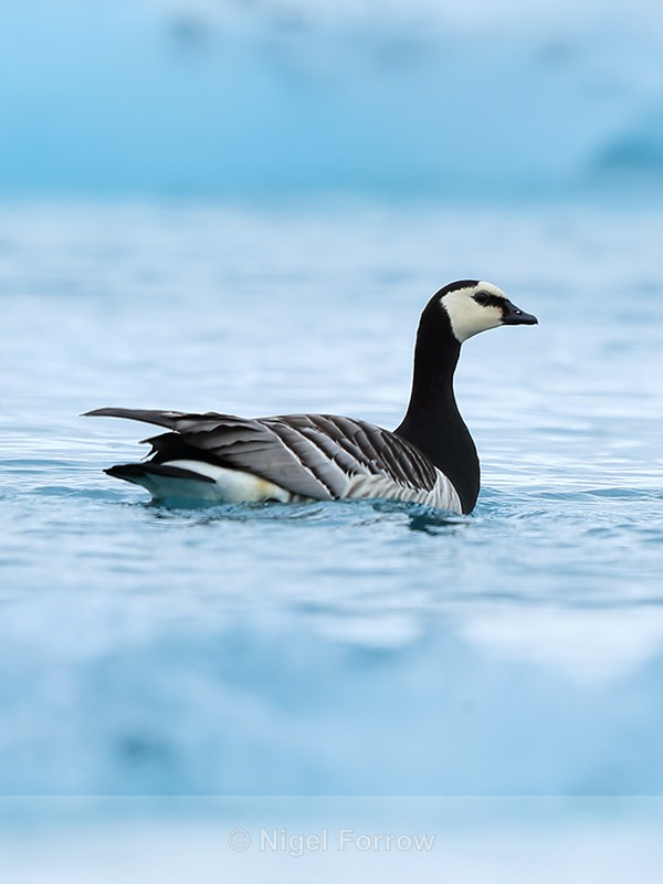 Barnacle Goose amongst blue icebergs, Jokulsarlon, Iceland - Barnacle Goose