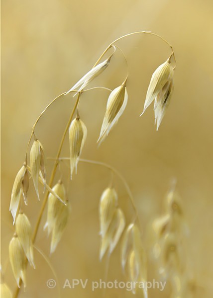 Wild Oats - A5 Size cards