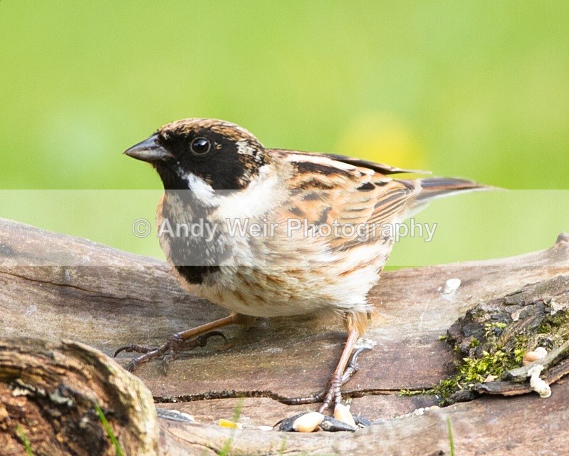 20110410-IMG_3345 - Buntings