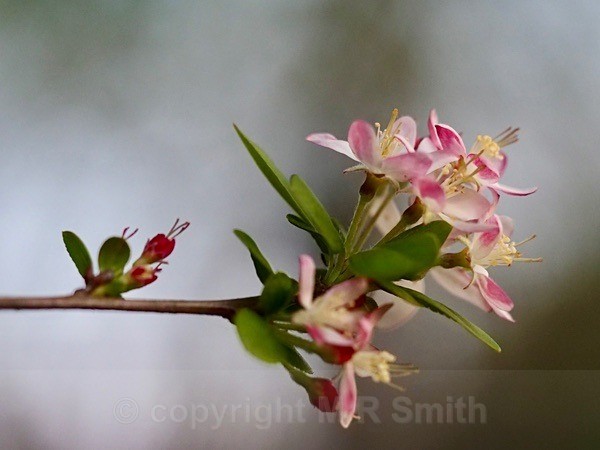 Crab Apple Blossom In My Garden - NEW GALLERY AS A SOUTH AFRICAN RESIDENT