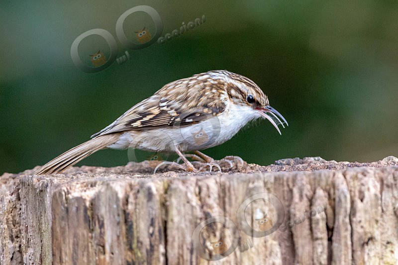 tree creeper Certhia familiaris-5007 - UK birds