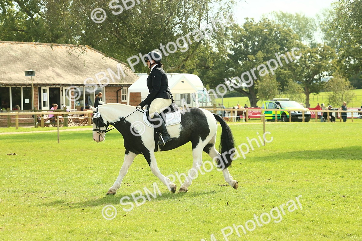 SBM_66600 - S34 - Rehabilitated Rescue Horse & Pony In Hand & Ridden