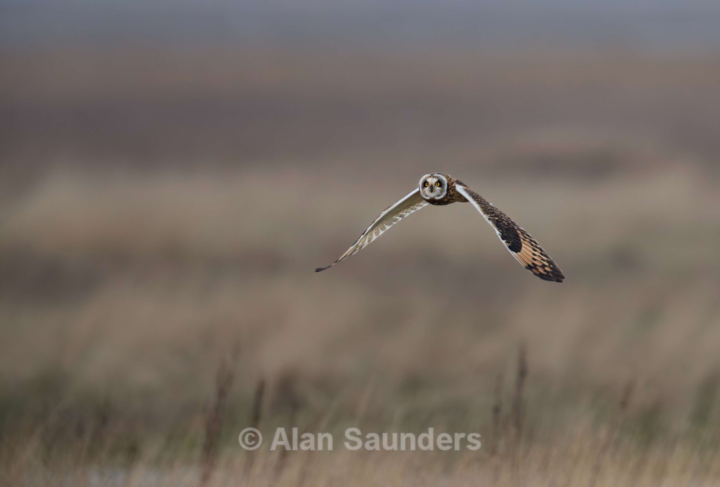Short Eared Owl