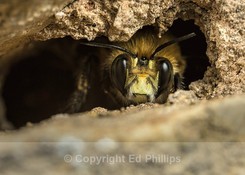 Anthophora  plumipes (m) - Anthophora plumipes