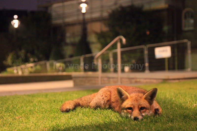 Urban Fox_Bristol_0241 - Urban Foxes, Bristol, Great Britain