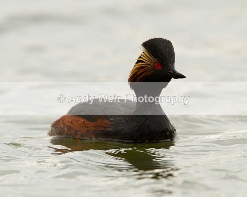20110416-IMG_3912 - Black-necked Grebe