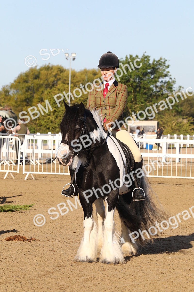 SBM_07913 - Class 501 - Riding Club Pony