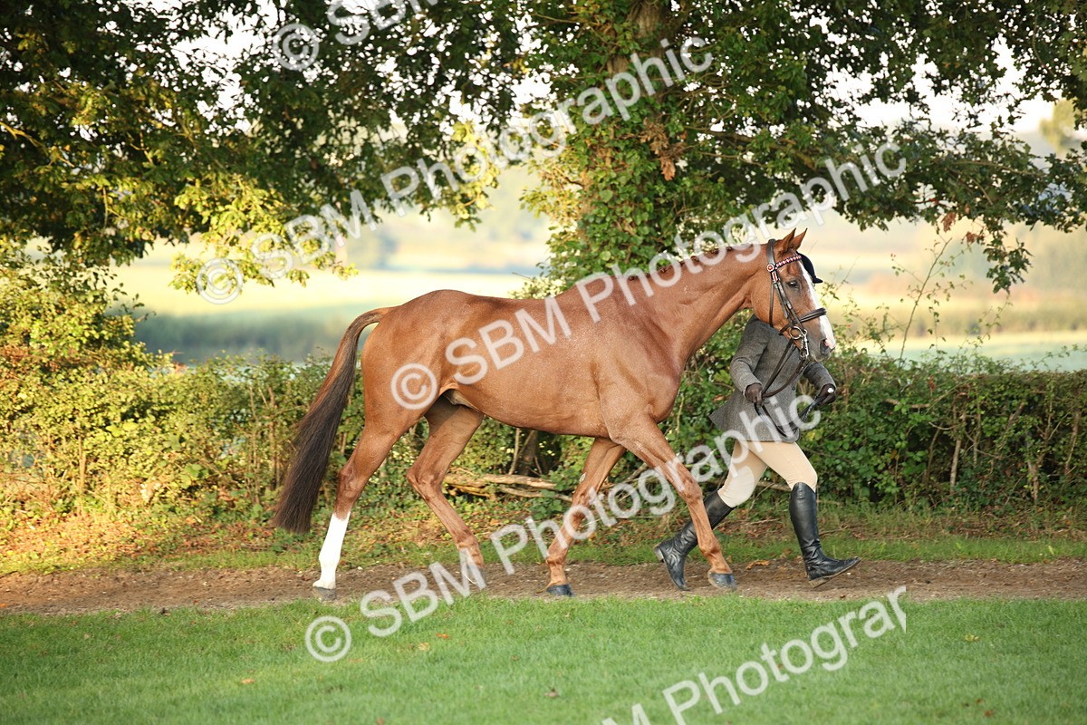 SBM_56816 - S49 - Riding Horse & Hack & Thoroughbred In Hand
