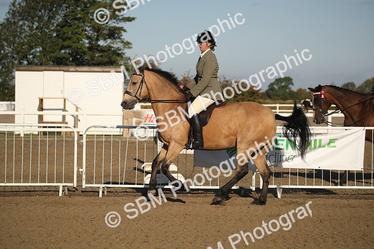 SBM_11546 - Class 502 - Riding Club Horse
