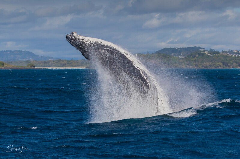 0A3A6353 - 2024 Whale Photos