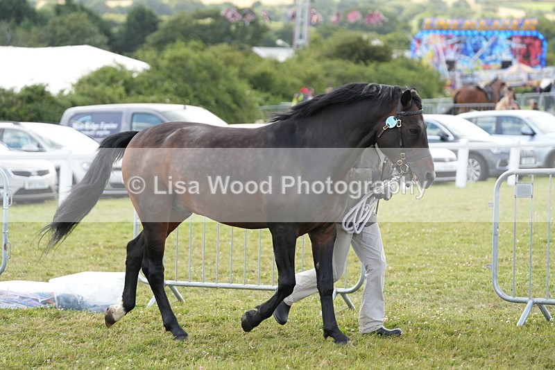 DSC05687 - Class 51: NPS M&M 4 years and over Large Breeds