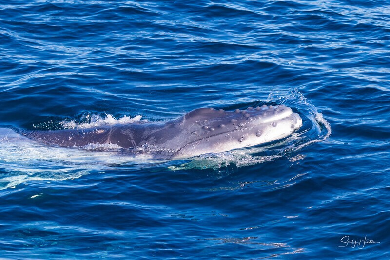 New Calf 0A3A7757 - Humpback Whales