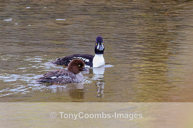 Barrows Goldeneye pr - Iceland