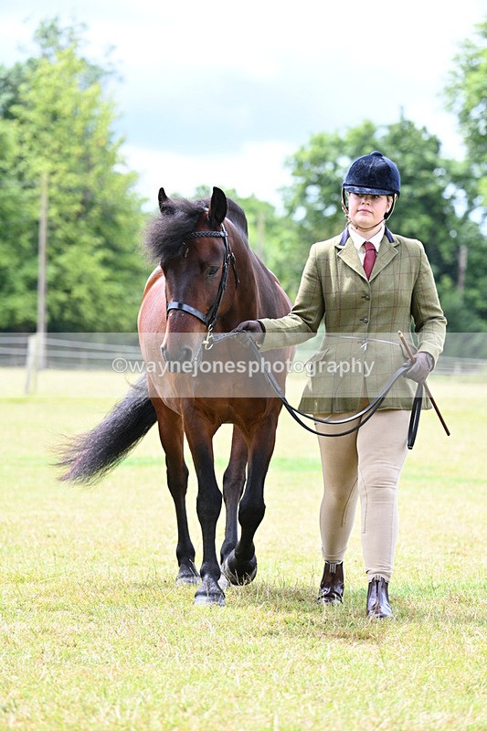 WJ7_6583 - Class 5 Handsome Gelding in hand