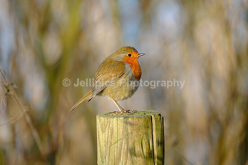  - Wildlife and Nature