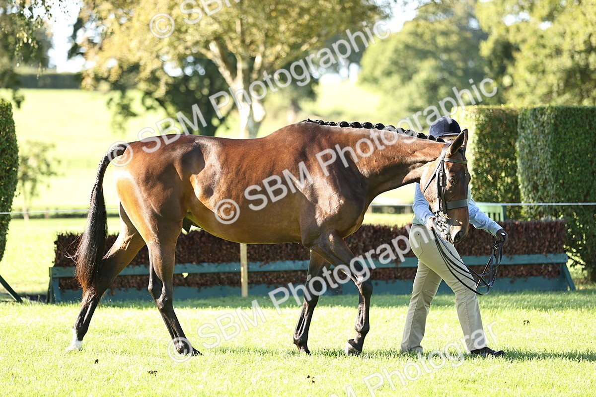 SBM_15769 - S1 - TSR in Hand Horse & Pony Showing