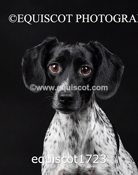 equiscot1723 - TAM