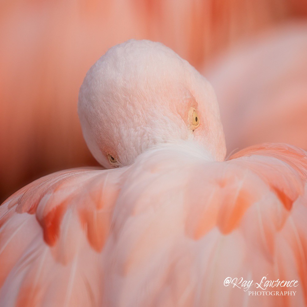 Chilean flamingo - RLP_2288-652 - Vulnerable and Beyond