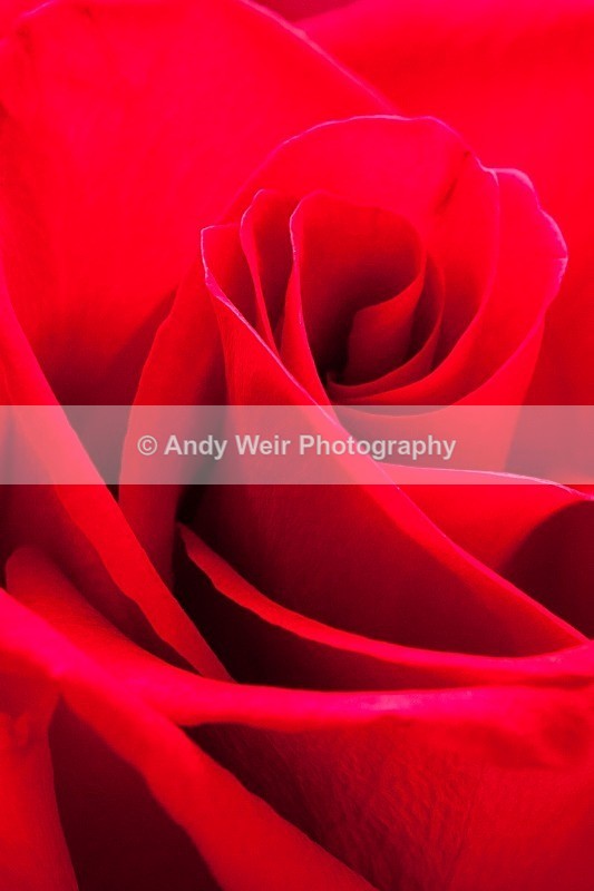 20111227-_MG_8537 - Plants & Flowers