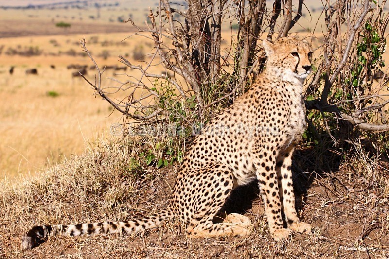 IMG_1358 Maasai Mara - Leos & Cheetahs