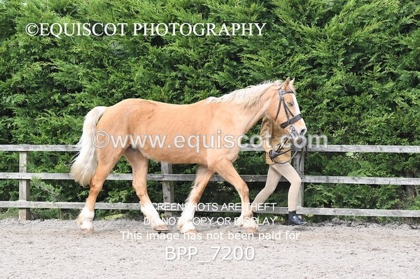 BPP_7200 - RING 1  (RIDDEN HORSES / IN HAND / VETERAN ETC)