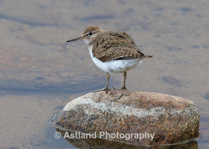 Common Sandpiper - Latest Images
