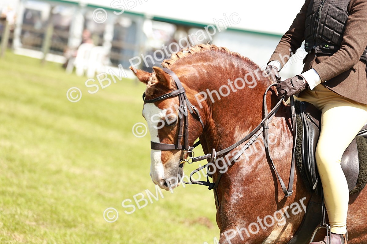 SBM_15515 - Class 108-109 - BSPS LIHS Open Gradle & Nursery Stakes