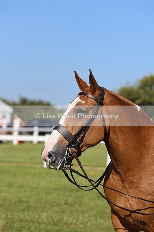IMG_1446 - Class 29:  Ridden Native/Trad Coloured Horse