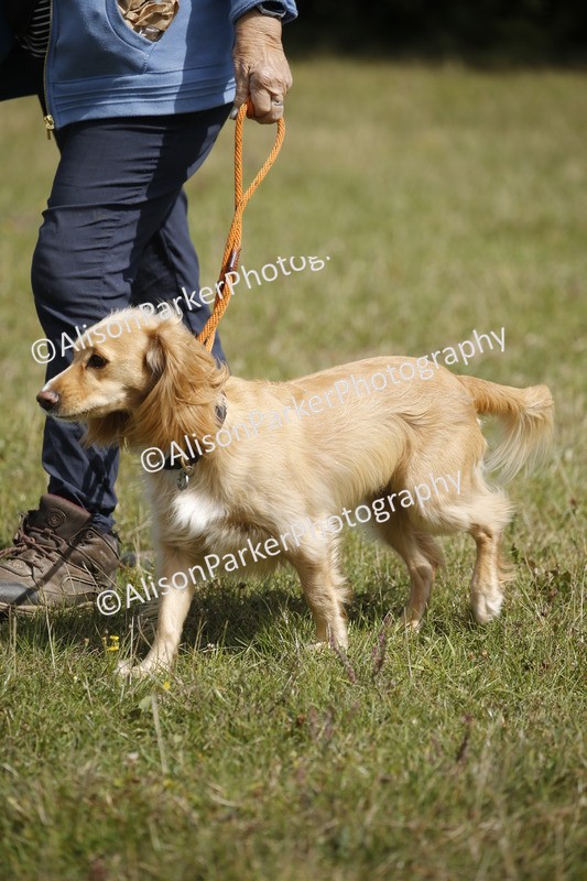 20250831-3762 - Dog Show