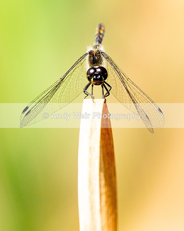 20180706untitled8E0A3209 - Dragonflies & Damselflies