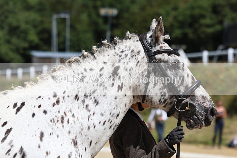 3E7A9419 - Class 29: Veteran In Hand