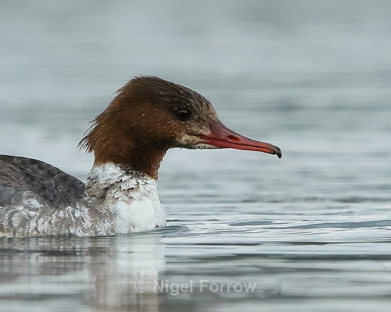 Goosander, close-up, Farmoor Reservoir - Goosander