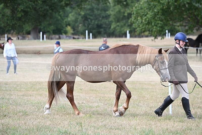 WJ6_6396 - Class 20 In-hand Cob
