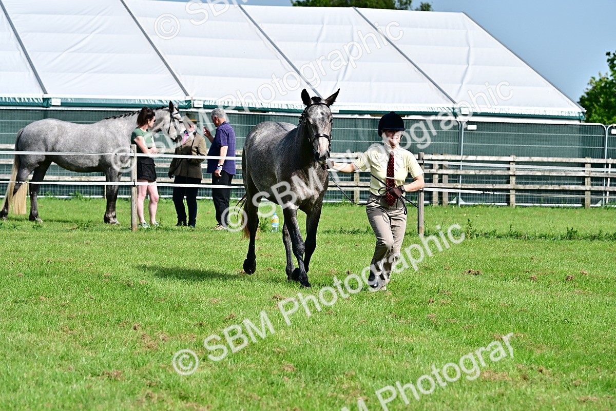 SBM_03304 - Class 50 - 54 Light Horse Breeding