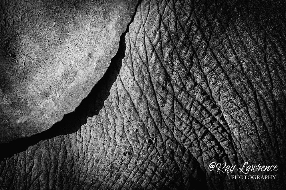 20211122-RLP_1609 - Wildlife - Other