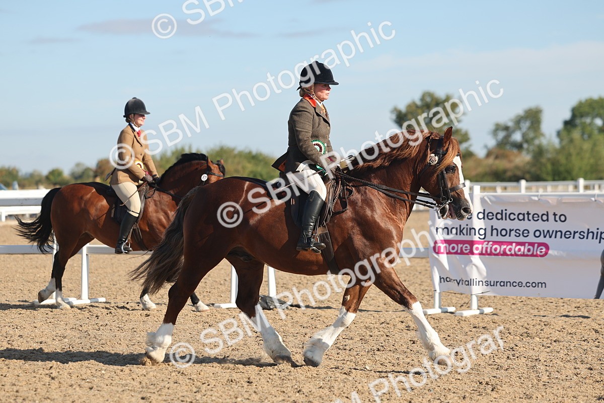 SBM_11149 - Class 302 - Ridden M&M Large Breeds