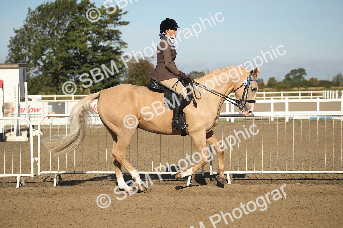 SBM_11313 - Class 501 -Riding Club Pony
