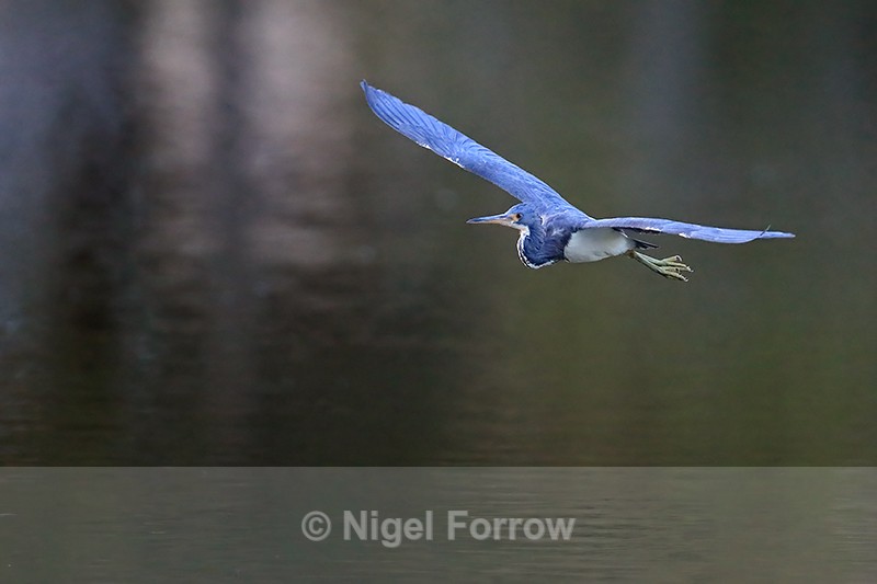 Flying Tricolored Heron, Venice Rookery, Florida - Tricolored Heron