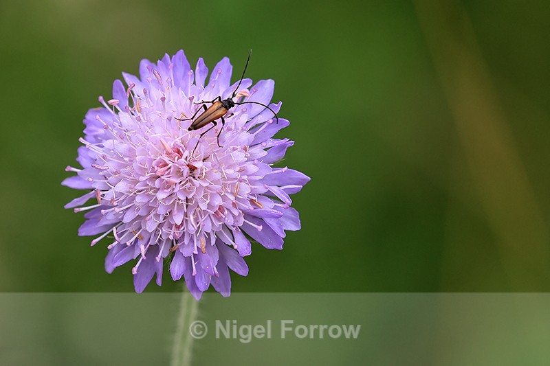 Insect on Devil's-bit Scabius, Warburg Reserve, Chilterns, Oxfordshire - PLANTS