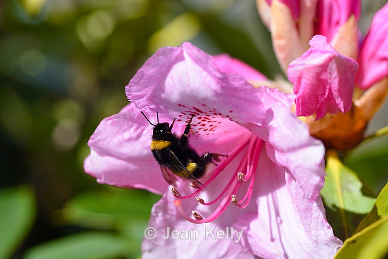 Bee on a pink Rhododendron - DSC_7504_00007 - Insects