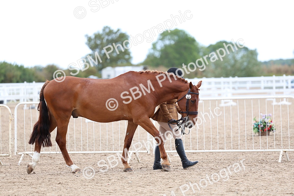 SBM_05688 - Class 28 - IH Veteran Horse