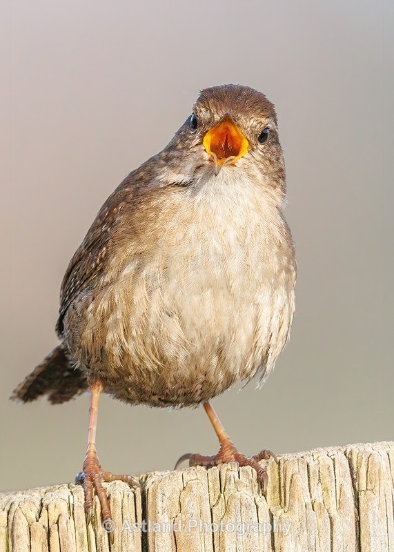 Wren - Latest Images