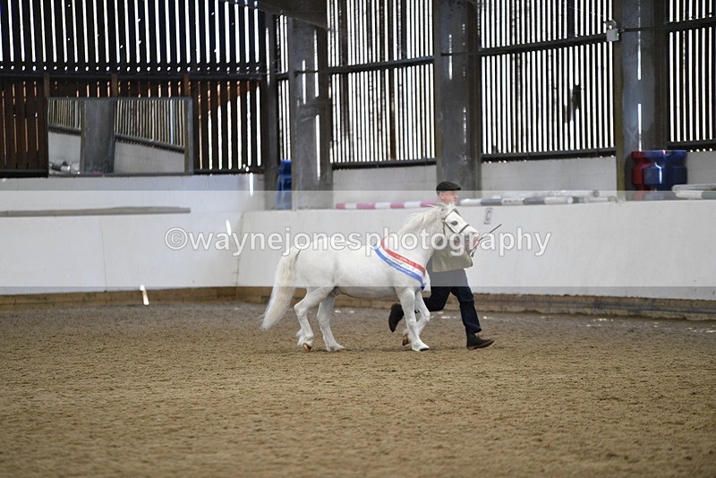 WJ5_5843 - Morning in hand Championship
