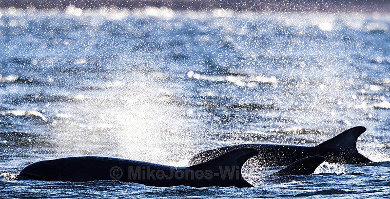 Chanory point, Bottle nose dolphins - Dolphins, Whales & Orcas. Scotland, Iceland, Azores & Madeira