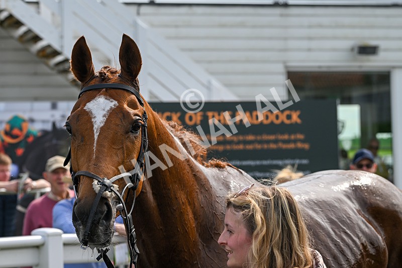 130524-Race 3-Animato-0322 - Race 3